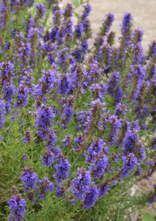 HYSSOPUS officinalis